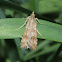Lucerne Moth - Hodges#5156