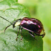 Purple leaf beetle