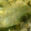 Wide-eyed flounder. Podas