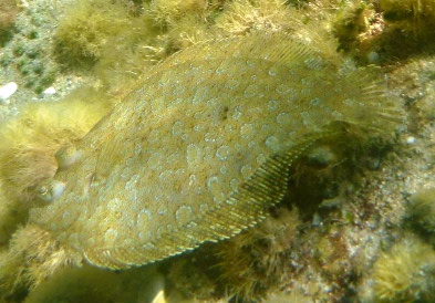 Wide-eyed flounder. Podas
