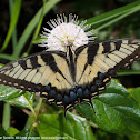 Eastern Tiger Swallowtail butterfly (female)