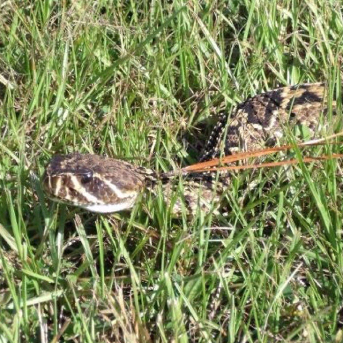 Diamondback rattle snake