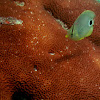 Foureye Butterflyfish