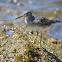 Wandering Tattler