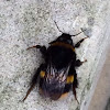 Buff-tailed bumblebee (queen?)