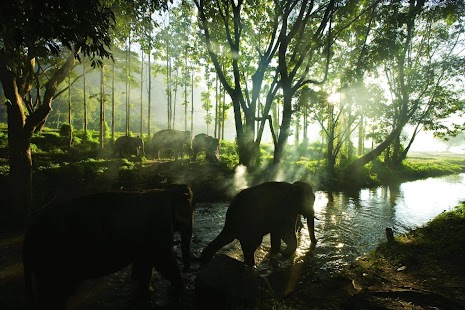 Elephant Wallpaper Screenshots 6