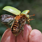 Jewell scarab beetle