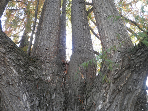 Ahuehuete o Ciprés Moctezuma | Project Noah