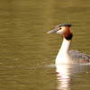 Great Crested Grebe