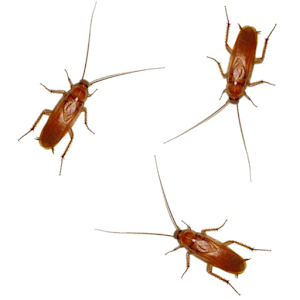 Mr. Cockroach 1.0