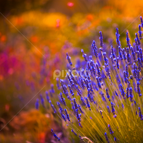 Autumn  lavendar by Marjorie Speiser - Flowers Flower Gardens