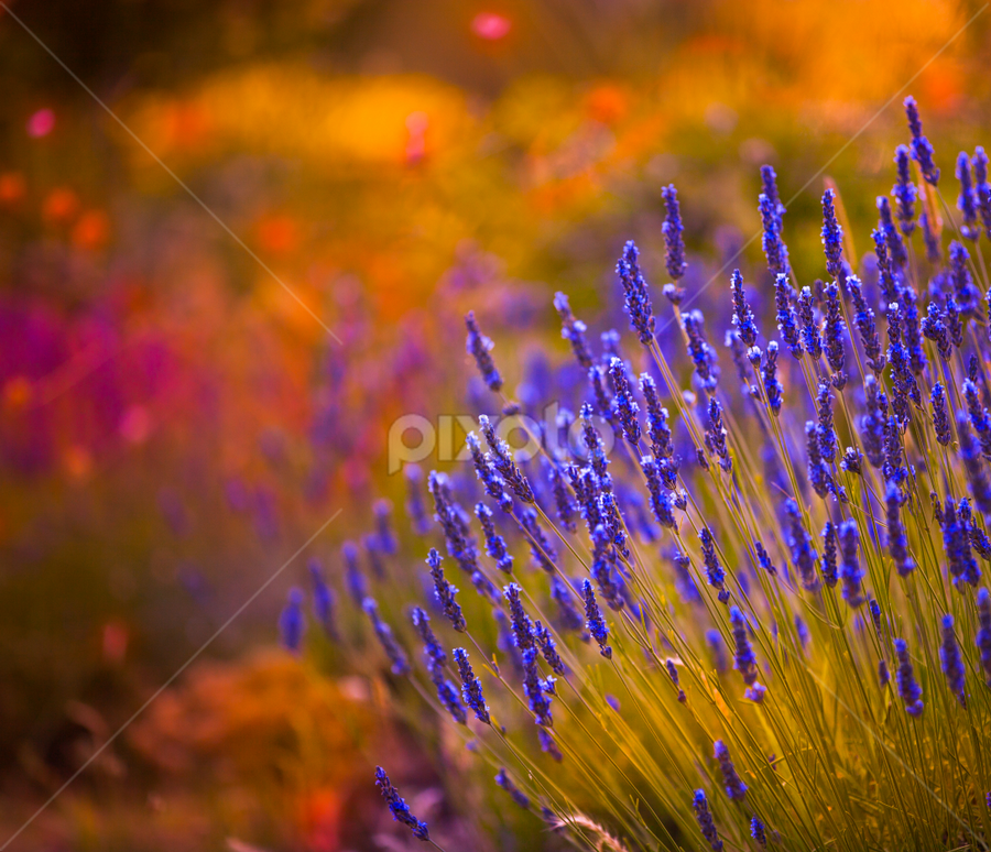 Autumn  lavendar by Marjorie Speiser - Flowers Flower Gardens
