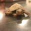 Baby Box Turtle