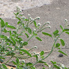 Heliotropium europaeum.