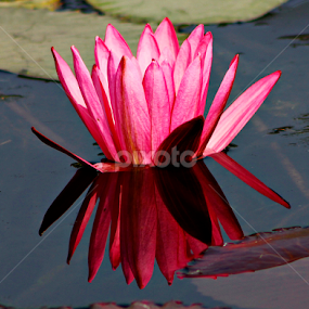 Lily by Subrata Sarkar - Flowers Single Flower