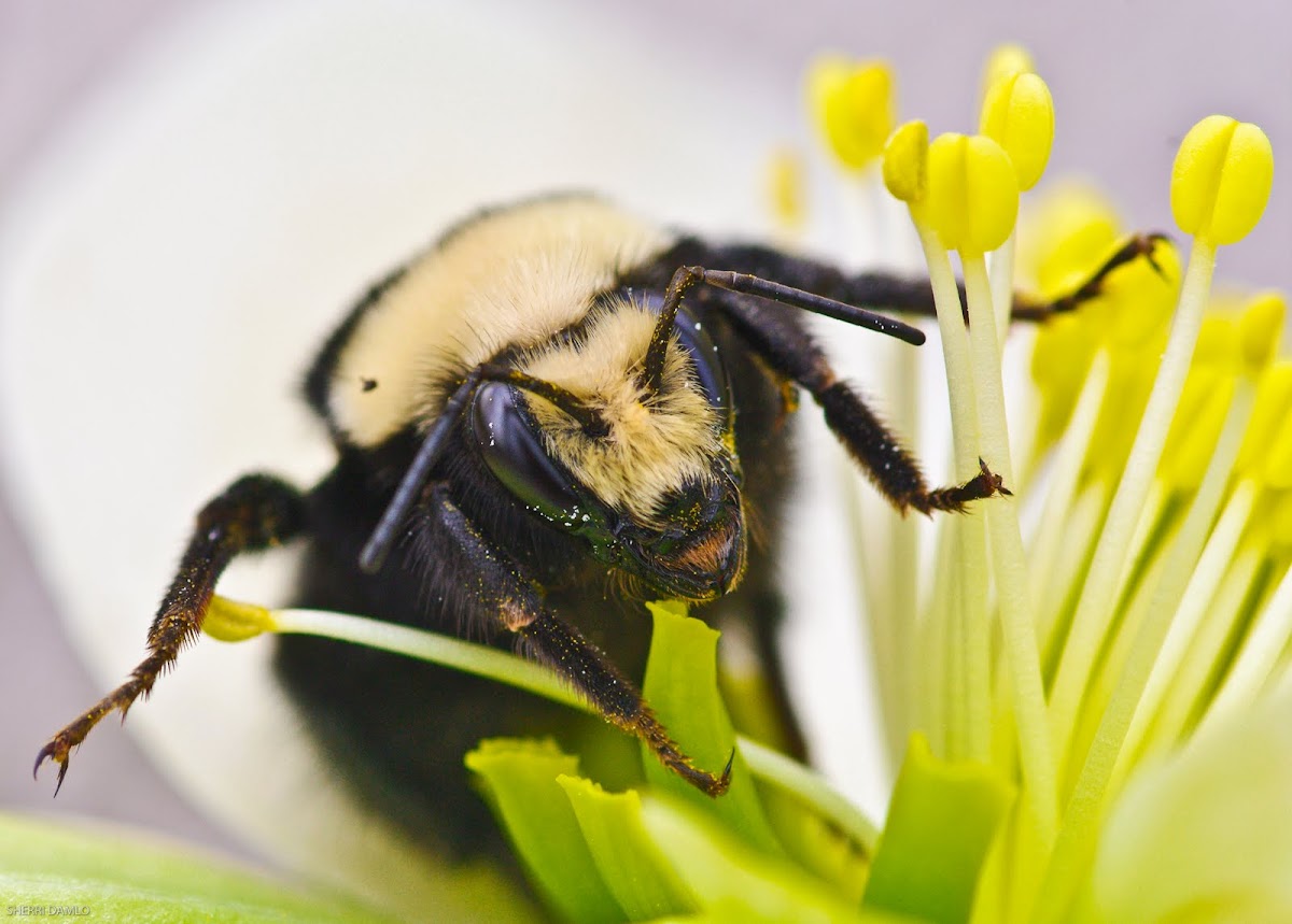 Yellow-faced bumble bee