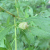 Green Stinkbug