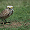 Burrowing Owl