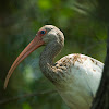 White Ibis