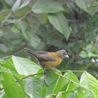 Passerin's or Cherrie's tanager
