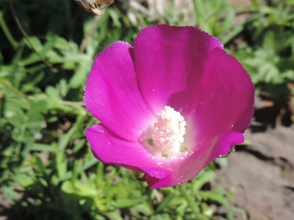 Winecup, Poppy Mallow