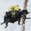 Bumblebee Mimic Robber Fly