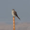 American Kestrel