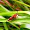 Scorpian Fly nymph