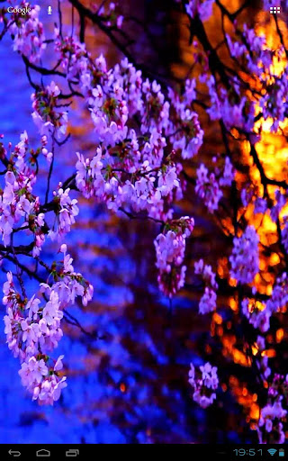 【免費個人化App】3D Kyoto Evening Sakura Free-APP點子