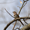 song sparrow