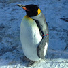 King penguin