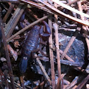 Southern unstriped scorpion