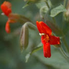Red trumpet  type flower 