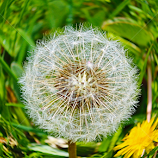 Wish flower by Schiau Andreea -  