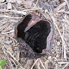 Black Bracket Fungi