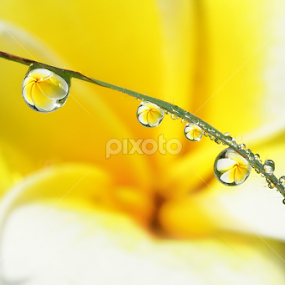 by Pujo Tri Susanto - Nature Up Close Other Natural Objects