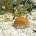 Atlantic Yellow Cowry