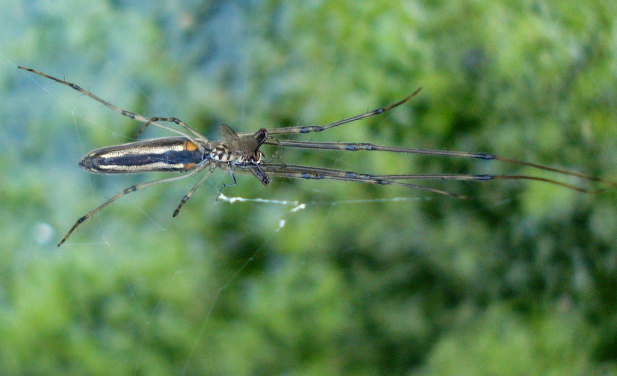 Long jawed spider
