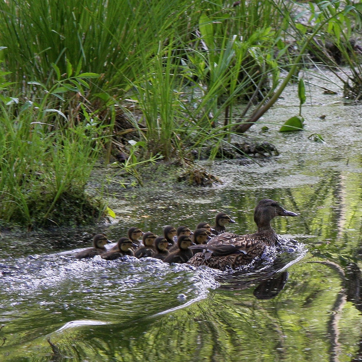 Mallard