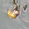 Chequered Keelback