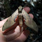 Streaked Sphinx Moth