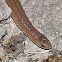 Scorpion Eater Snake