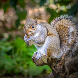 Squirrel Portrait  by Mark Shoesmith -  