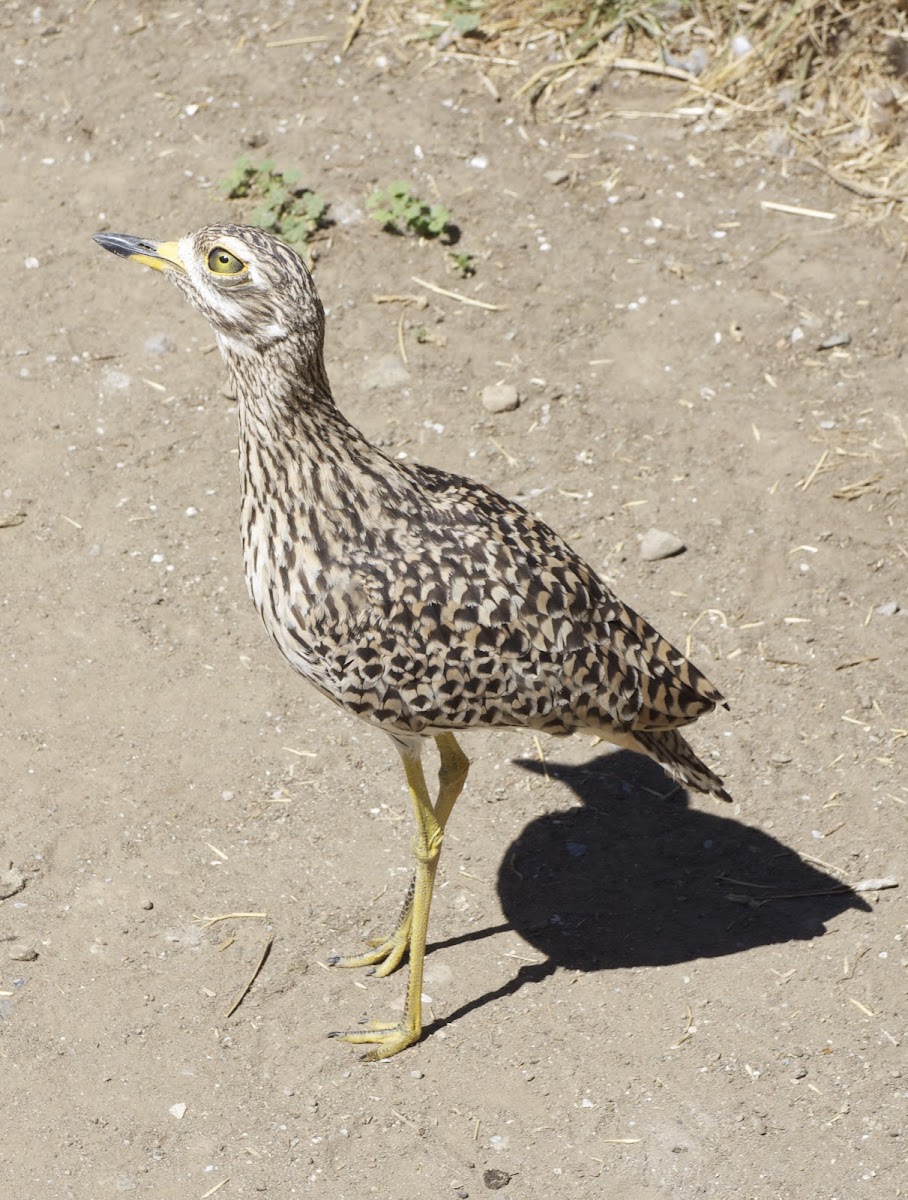 Cape Thick-knee