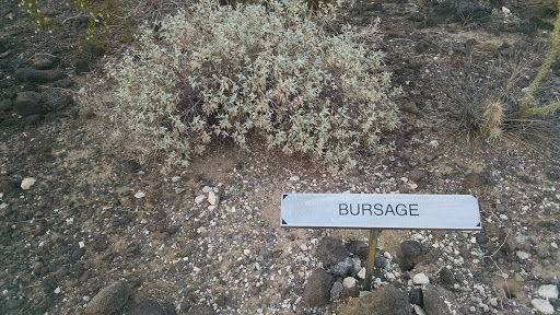 Bursage