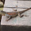 Common Agama