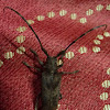 Unidentified Longicorn Beetle