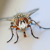 Tachinid fly