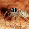 Jumping Spider (juvenile)