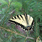 Tiger Swallowtail butterfly